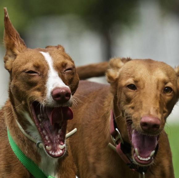 MASCOTAS Y ANIMALES